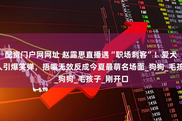 配资门户网网址 赵露思直播遇“职场刺客”！爱犬狂吠主持人引爆笑弹，捂嘴无效反成今夏最萌名场面_狗狗_毛孩子_刚开口